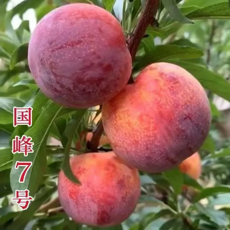 嫁接新品种国峰七号李子树苗蜂糖李子苗南北方庭院种植盆栽地栽苗