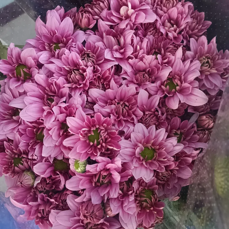 粉色小雏菊一把10支装