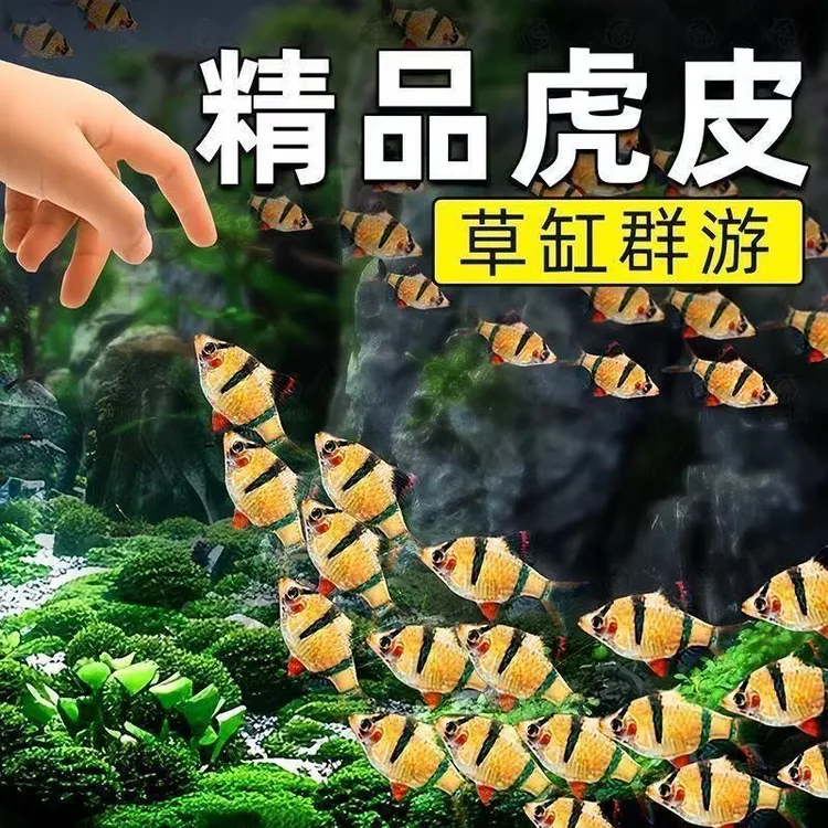 精品四间虎皮鱼新手好养耐活群游小型热带超萌放生
