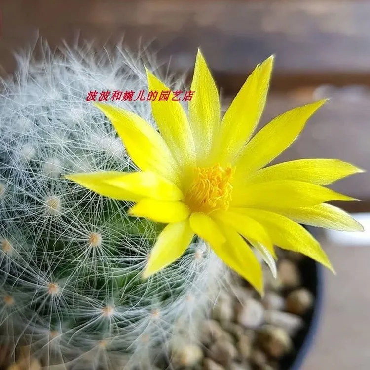 实生芳香丸仙人球漳州基地直发新手好养办公桌趣味美观防辐射盆栽