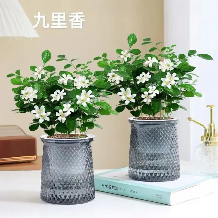 九里香盆栽办公室内四季观赏开花卉客厅绿植物水土养自动浇水