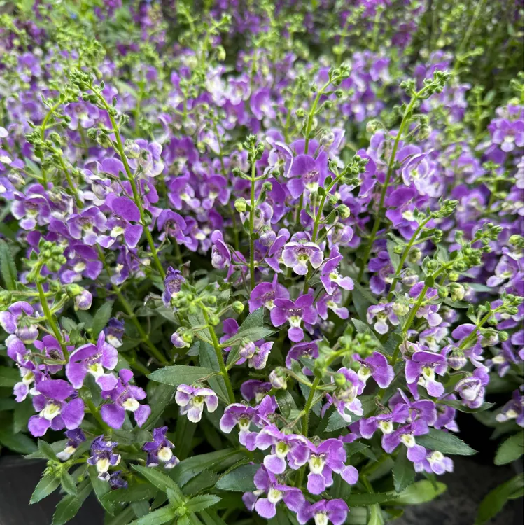 香彩雀盆栽  大花系列多年生耐热耐晒耐寒花期长阳台庭院四季好养