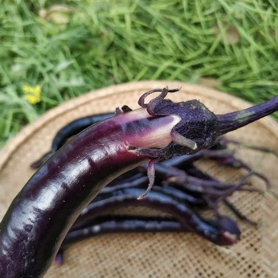 新鲜紫茄子湖北农家自种线茄子应季蔬菜现摘新鲜茄子当季紫色本地