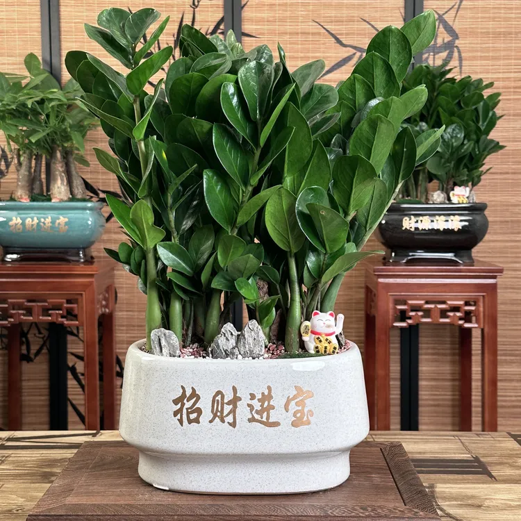 精美陶瓷盆金钱树组合盆栽可DIY绿植盆栽办公好养居家开业送礼