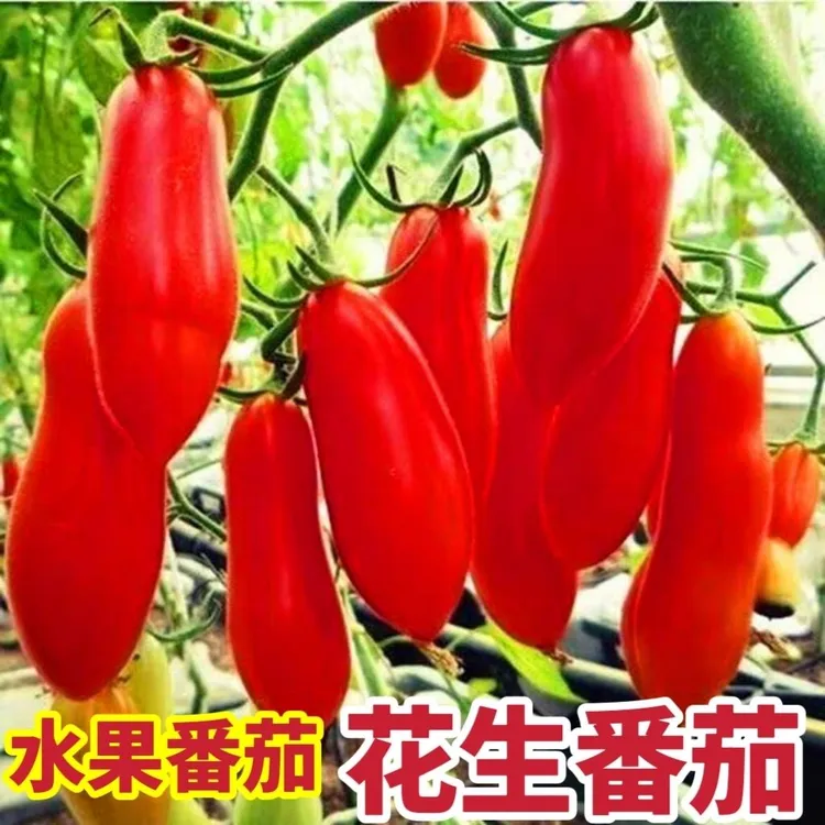 【花生果番茄种子】西红柿种籽长粒小番茄小西红柿