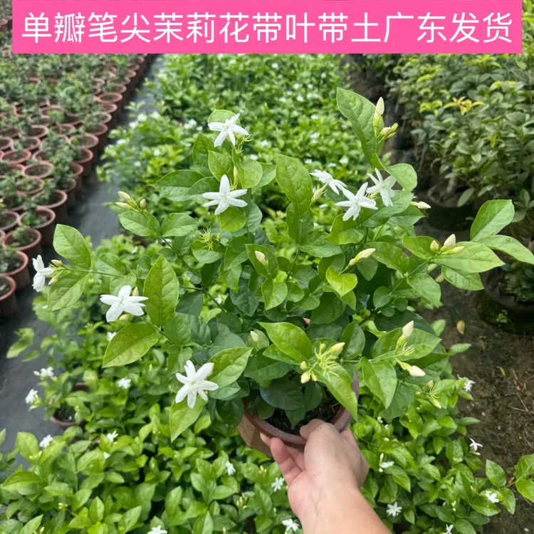 单瓣笔尖茉莉盆栽花卉室内阳台绿植多年生茂盛多枝开花香广东发货