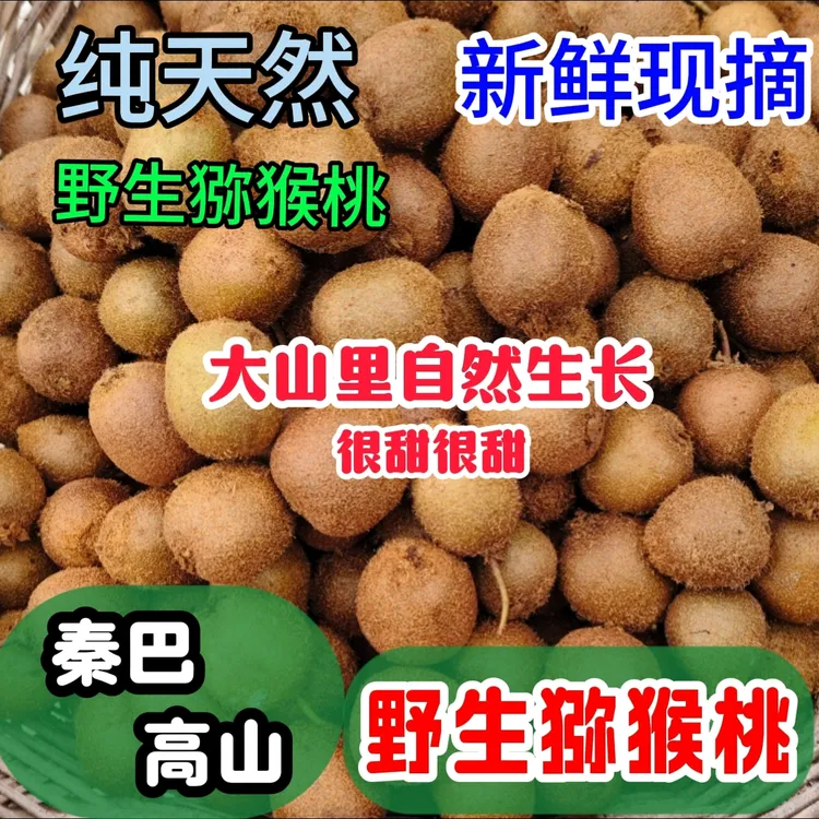 现摘新鲜秦岭高山野生猕猴桃当季水果绿心可泡酒