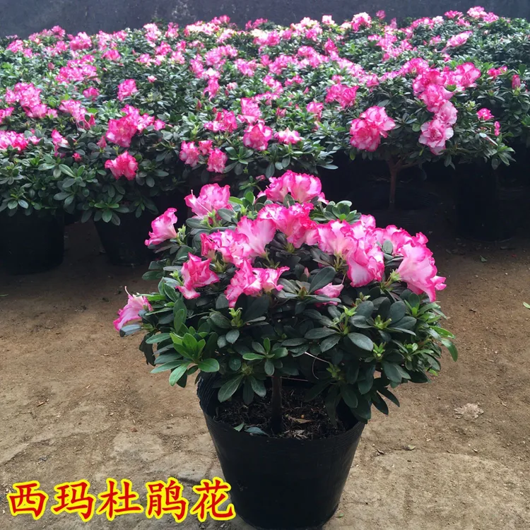 西玛杜鹃盆栽带花苞四季开花净化室内外阳台办公年宵花绿植花客厅