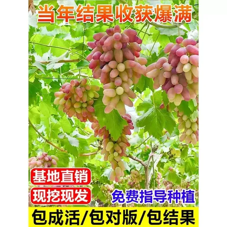 阳光玫瑰葡萄树苖南北方种植当年结苗无籽青提葡萄苗爬藤果树果苗