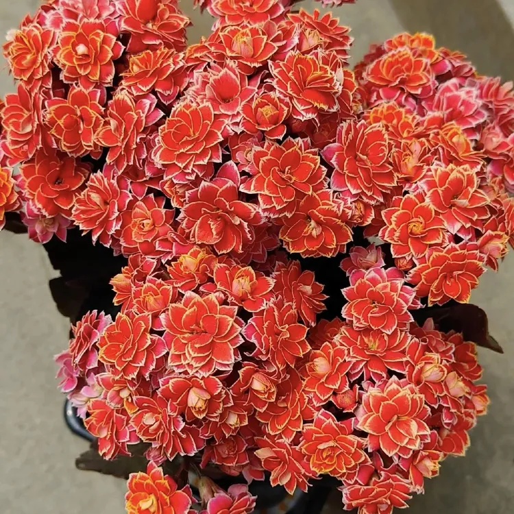 【金丝带】90盆红色白边长寿花