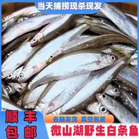 【野生白鱼】大号鱼，损耗约15%