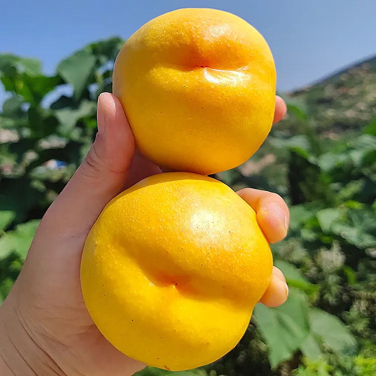 【顺丰快递】2025黄油桃正宗蒙阴蜜桃山东桃子新鲜水果脆黄桃原产地