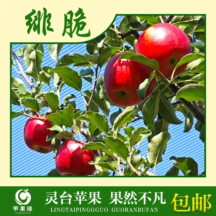 灵台特产绯脆苹果尝鲜款
