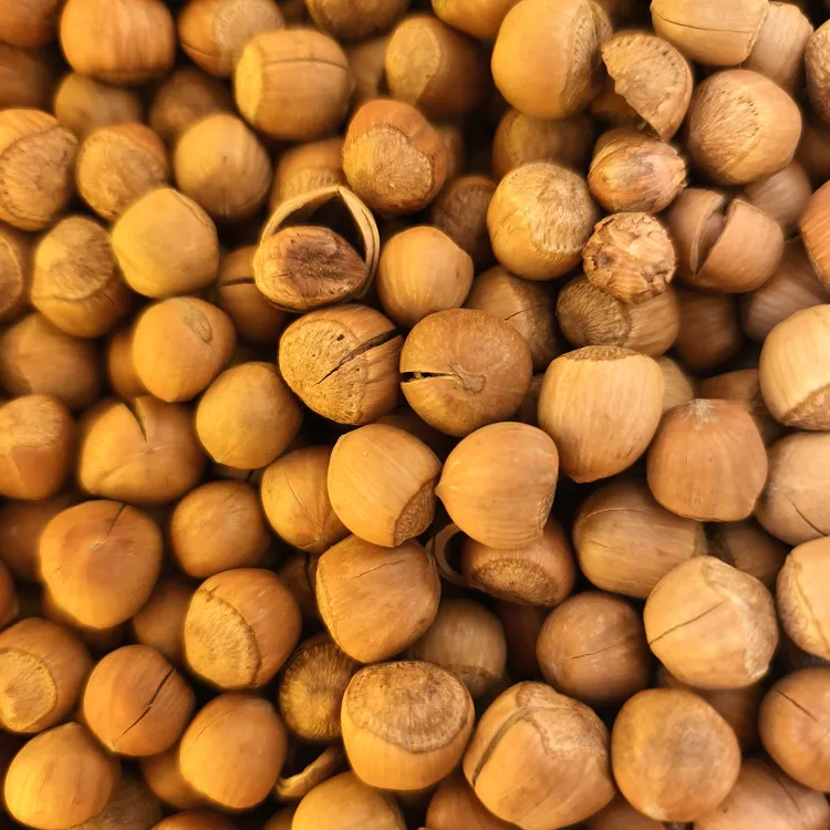 野生榛子开口香甜