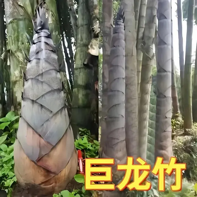 大型巨龙竹楠竹种子食用竹笋种子四季庭院室外种植巨龙竹种子F