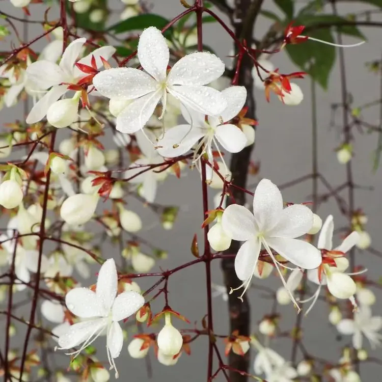 垂丝茉莉花卉绿植 家养绿植一年开三季 木本植物
