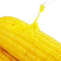 【试吃2根】25年头茬东北黄糯玉米软糯香甜蒸煮30分钟口感更佳