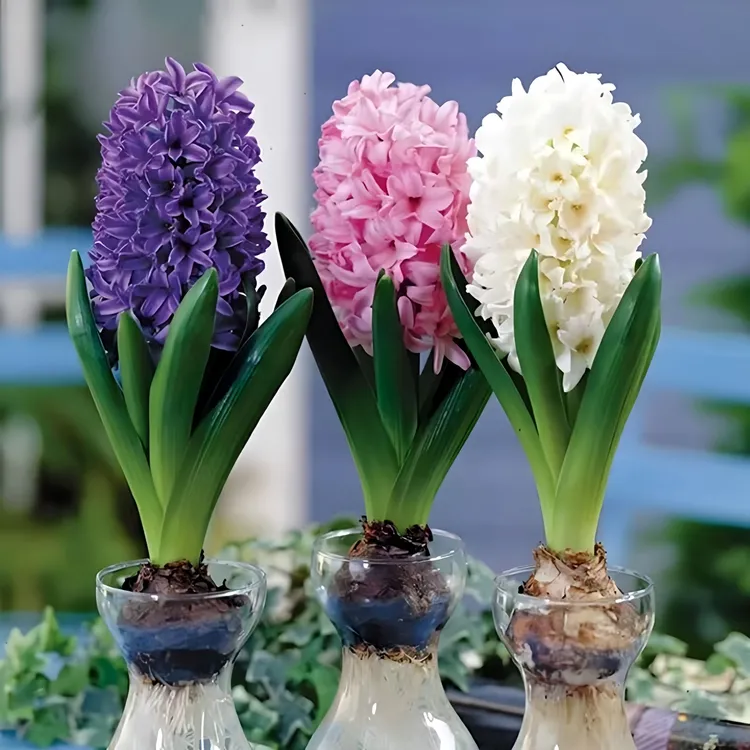 风信子种球四季开花卉浓香型盆栽桌面窗台土培耐寒成活水培多年生