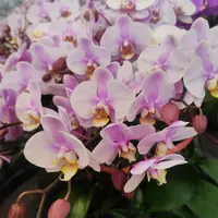 罗基斯勒蝴蝶兰双梗·A级四季开花蝴蝶兰花卉适合室内养殖