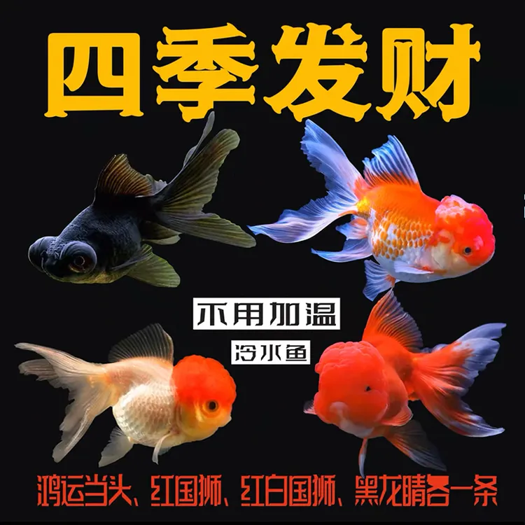 金鱼观赏鱼活体冷水鱼招财鱼兰寿泰狮丹顶红不加温好 养鸿运当头