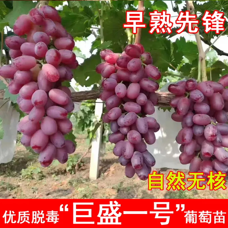 嫁接巨盛一号葡萄树苗极早熟无核红提葡萄苗北方南方种植当年结果