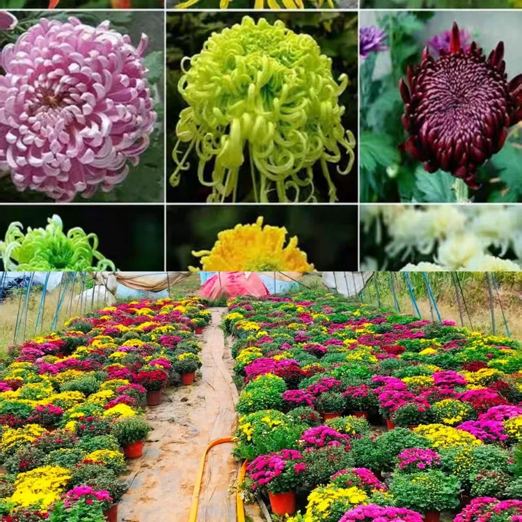 基地直销各种菊花苗子，大菊想菊球菊都有