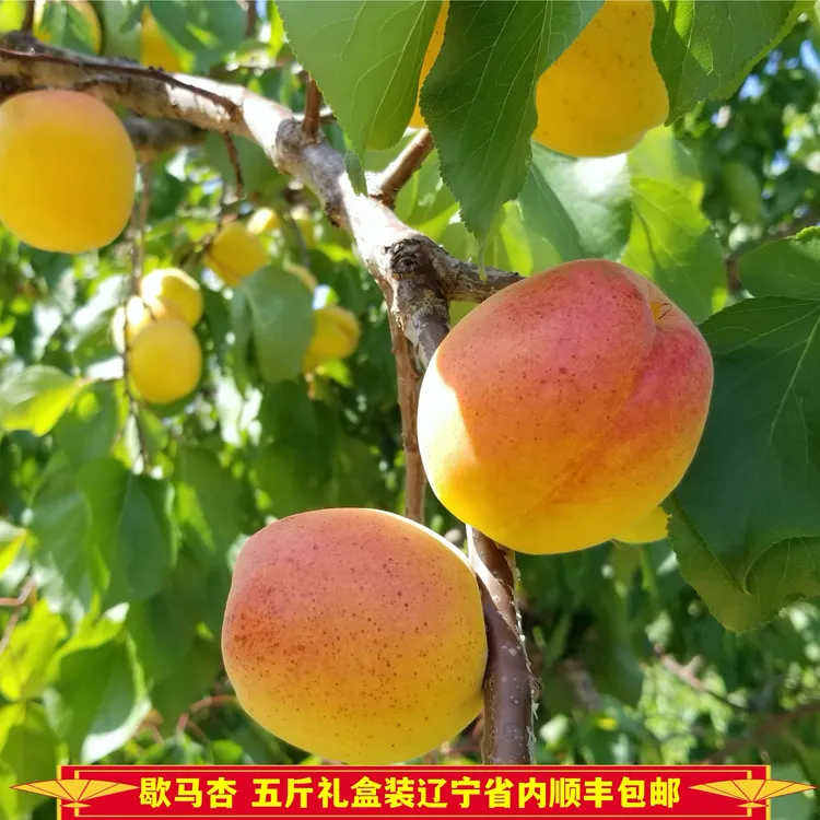 大连庄河正宗歇马杏歇马村原产地现摘现发【5斤礼盒装20-24个果】