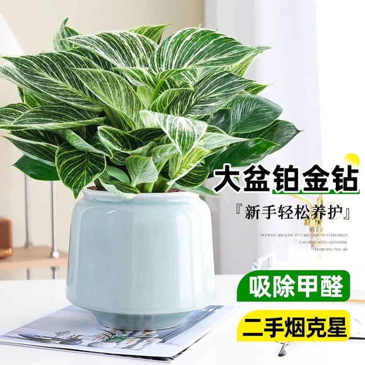 铂金钻盆栽室内绿植清新空气客厅卧室办公室水培好养活常青植物