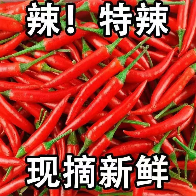 2025云南新鲜小米辣红辣椒现摘魔鬼辣超辣特辣朝天椒新鲜蔬菜辣椒