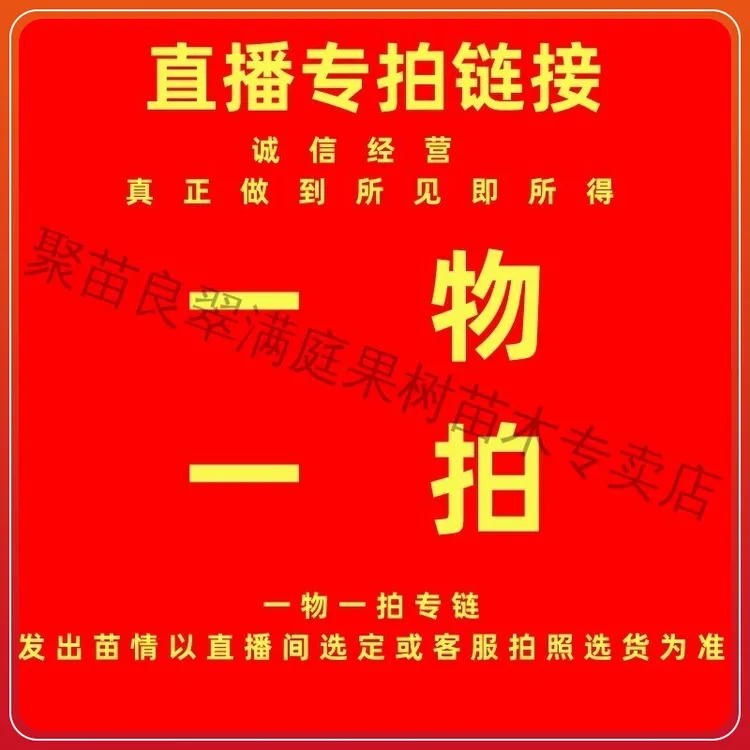 〖带果发货〗正宗广东金桔树盆栽地栽阳台庭院楼顶室内橘子树苗
