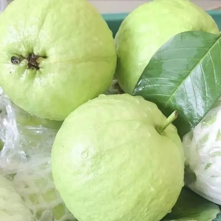 广西产地批发新鲜白心红心芭乐正宗番石榴口感脆爽牛奶多汁苹果梨