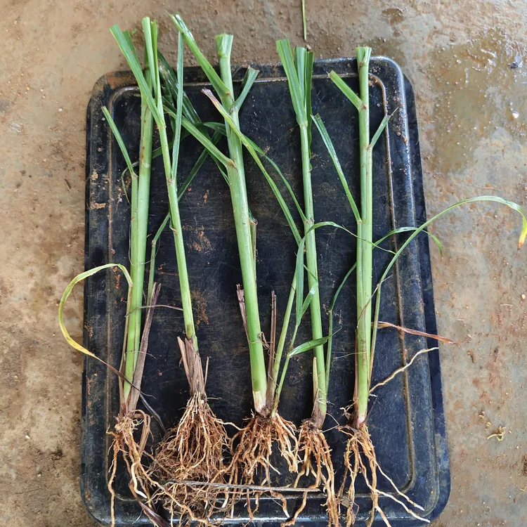粤果蔗脱毒青皮单株植种苗