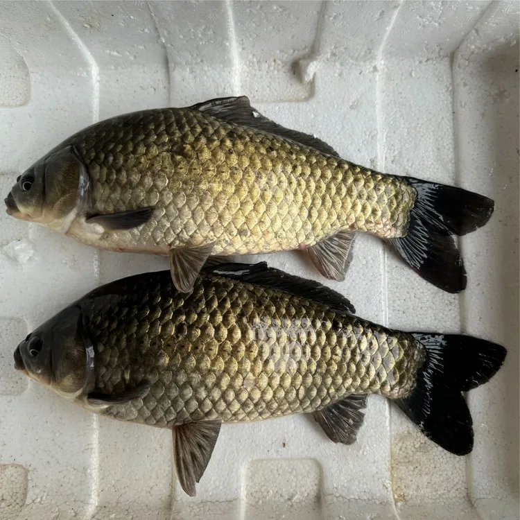 彭泽鲫鱼芦花鲫大白鲫鱼淡水鱼