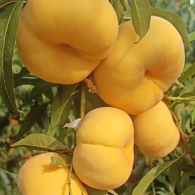 高糖果树水果树苗中蟠102    6月下旬成熟
