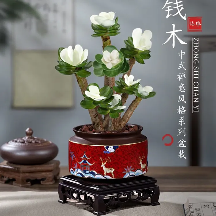 浓情绿艺金钱木老桩多肉植物室内盆栽花卉发财树四季常青好养易活
