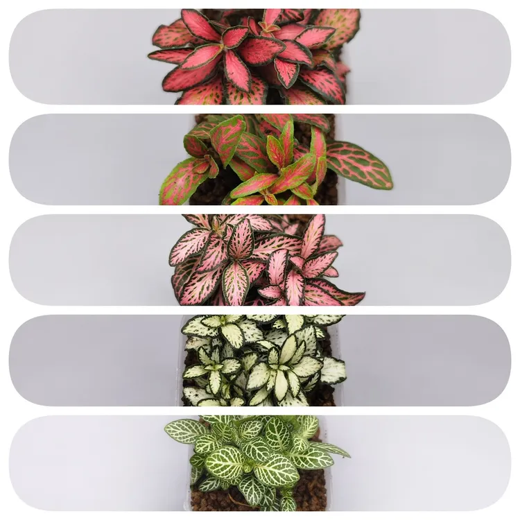 龙兰-迷你盆栽苔藓微景观素材《网纹草》