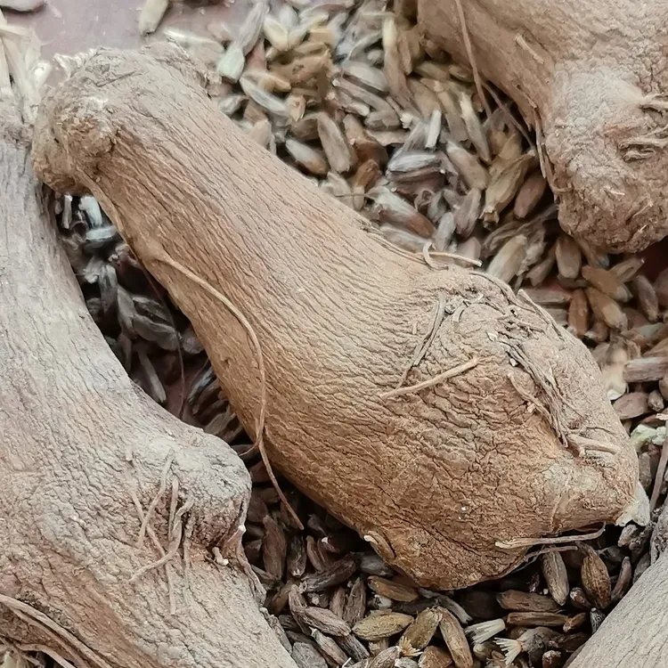 白术种子牙子中药材农产品加工零售