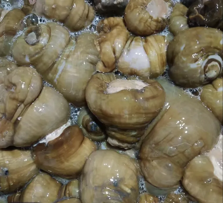 野生黄海腚大小混 也叫海葵 4斤 收拾完缩水正常 介意勿拍 速冻