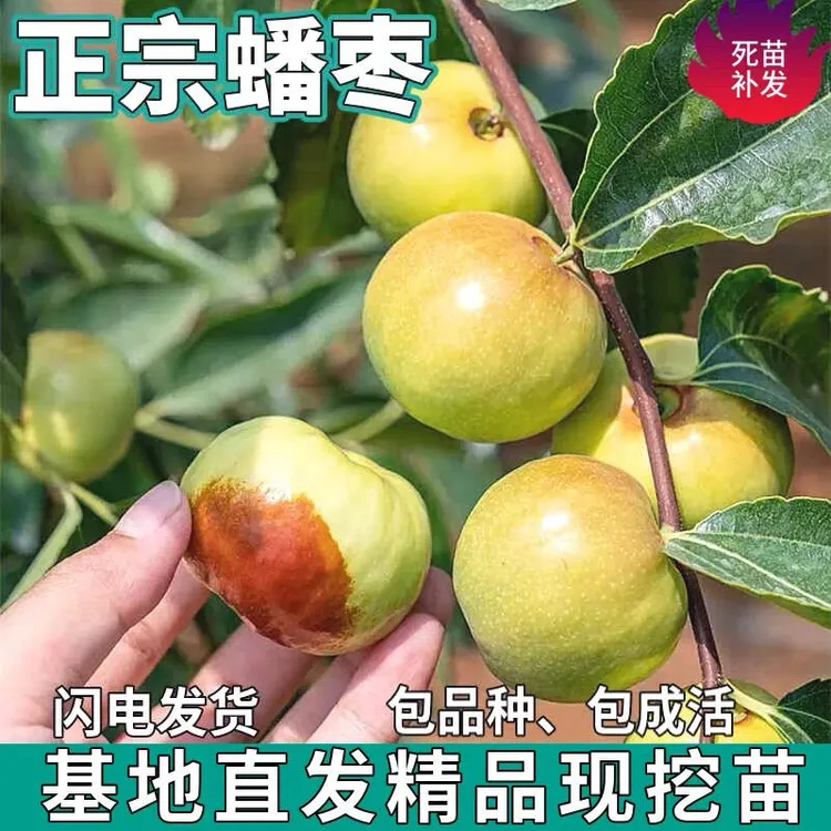 蟠枣树苗嫁接盆栽地栽南方北方可种耐寒耐旱阳台庭院种植果树苗