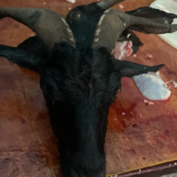 福利 彝家黑山羊肉 排骨 羊肚 羊心 羊肠 腿排 前后腿 带皮 整