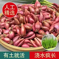 四川红葱头种红皮四季小香葱红葱头种植正宗干火葱小葱头葱花正品