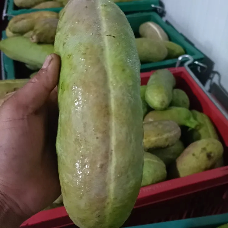 现摘现发正宗少籽巨果新鲜八月瓜当季新奇特水果软糯香甜