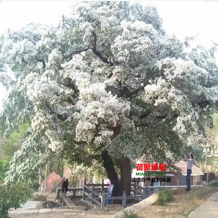 流苏花树苗庭院园林大型风景树盆栽地栽耐寒花卉苗木花园植物