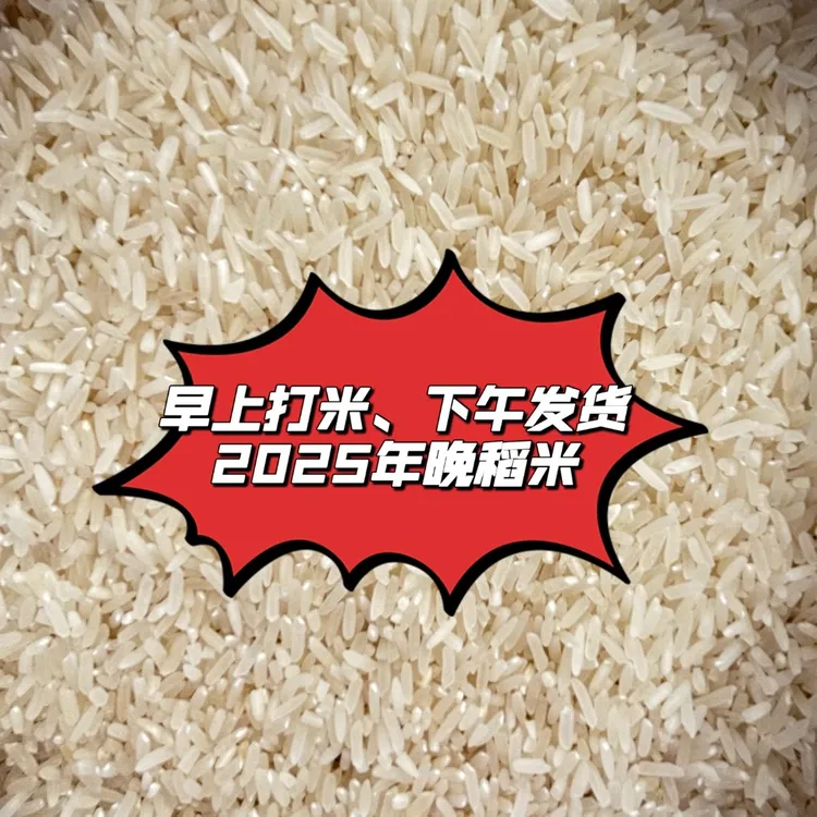 2025晚稻谷新米广东省广州市从化农家丝苗米，早上磨米，下午发货了