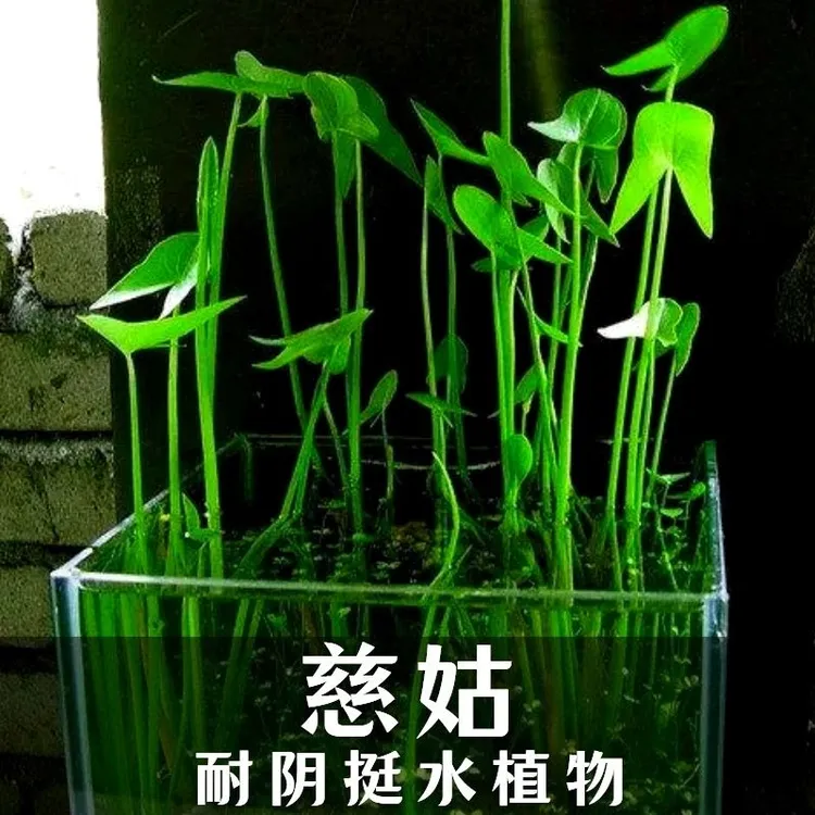 水培茨菇新鲜水生植物室内绿植可用于鱼缸龟缸造景装饰