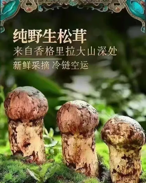 2025年香格里拉鲜松茸，不做远路货，现采现发，顺丰空运