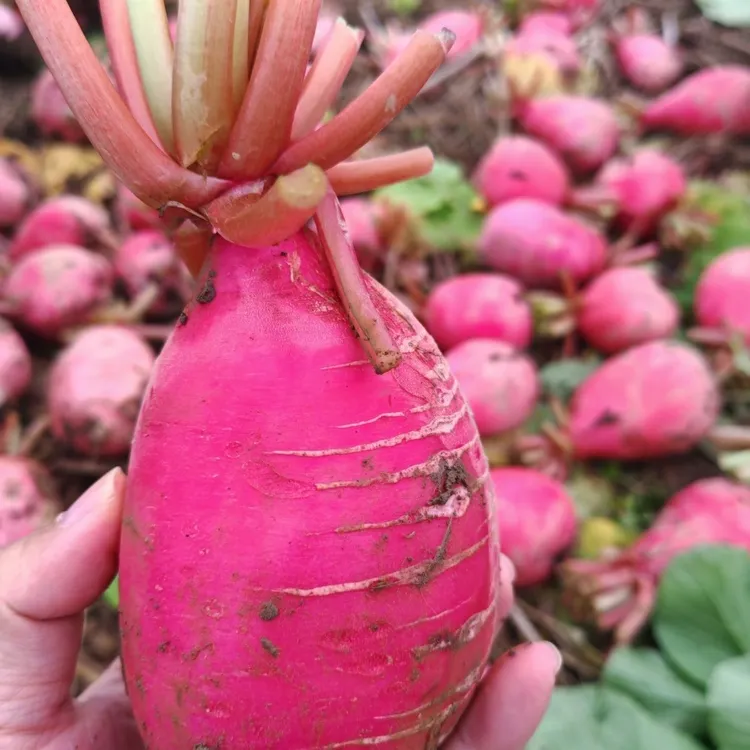 湖南永州道州农家新鲜红皮巴截萝卜