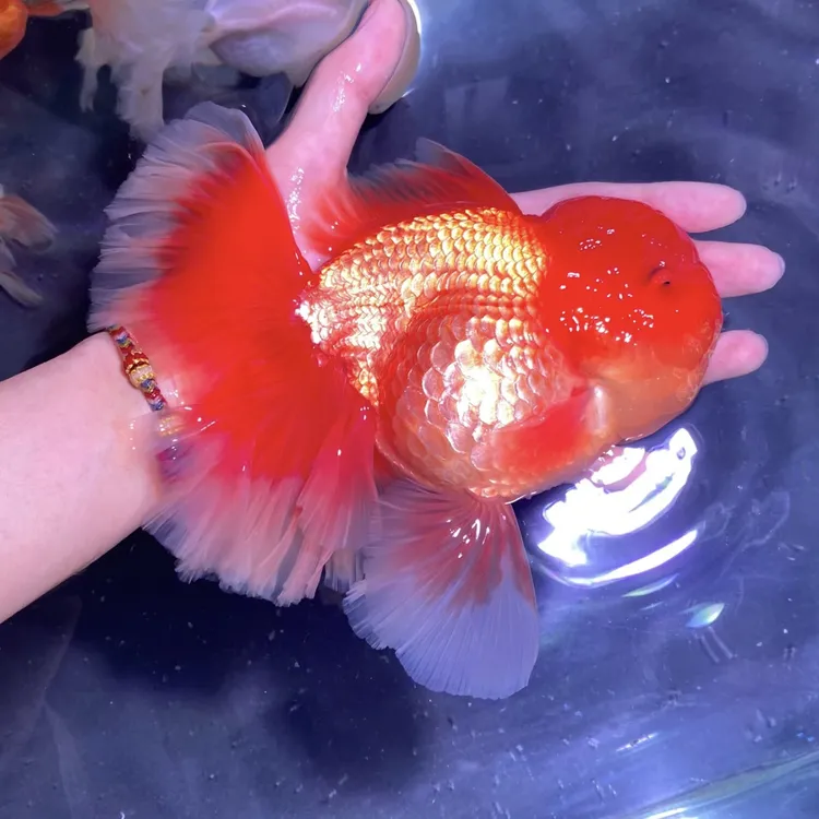 精品/包邮/泰狮金鱼/千褶泰狮金鱼/ 活体冷水观赏鱼/