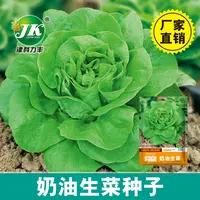 【五袋包邮】奶油生菜种子四季易种盆栽菜园蔬菜种子