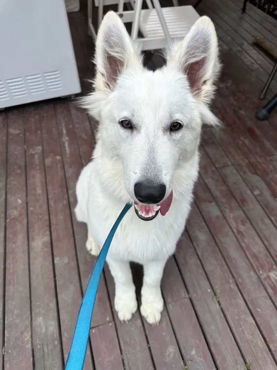 赛级洗护（大型犬）